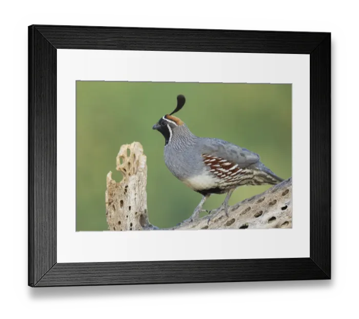 Framed Print : Male Gambels quail