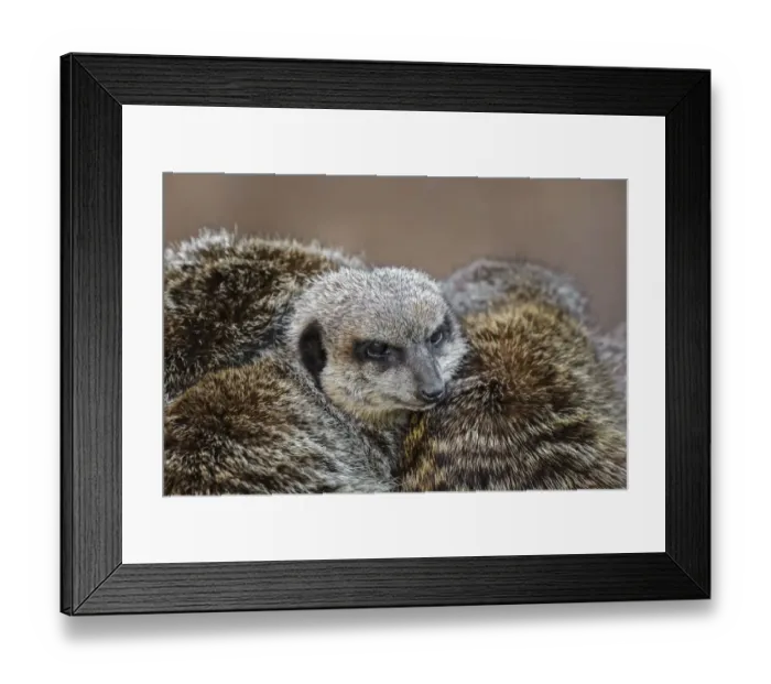 Framed Print : Meerkat family sleeping together Framed Print : Meerkat family sleeping together