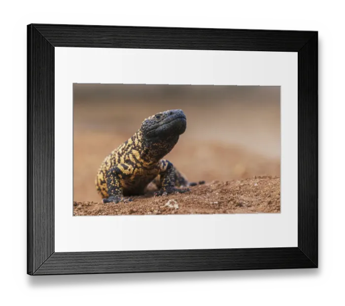 Framed Print : Gila monster Framed Print : Gila monster