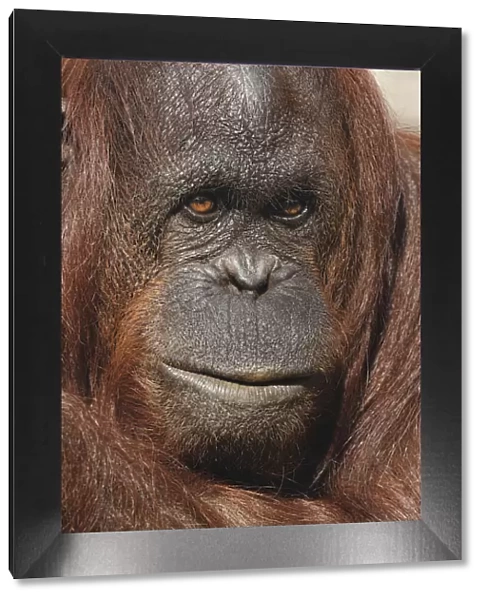 Orangutan, Pongo, native to Borneo and Sumatra
