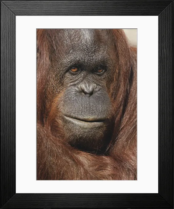 Framed Print : Orangutan, Pongo, native to Borneo and Sumatra