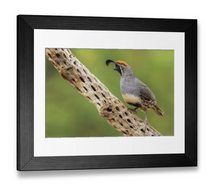 Framed Print : Male Gambels quail