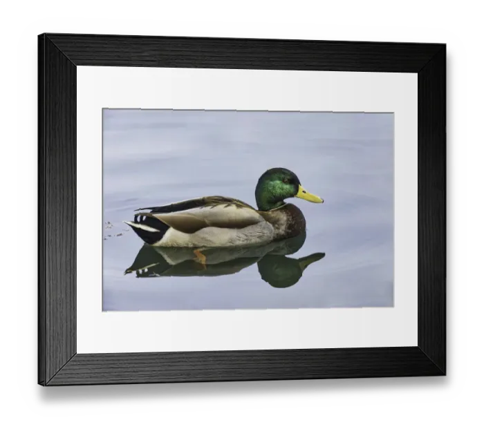 Framed Print : Duck swimming in autumn water Framed Print : Duck swimming in autumn water