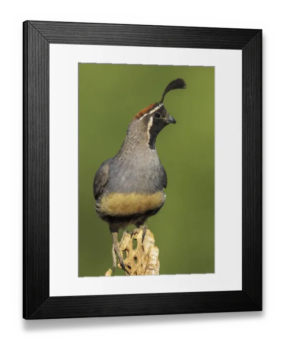 Framed Print : Gambels quail Framed Print : Gambels quail