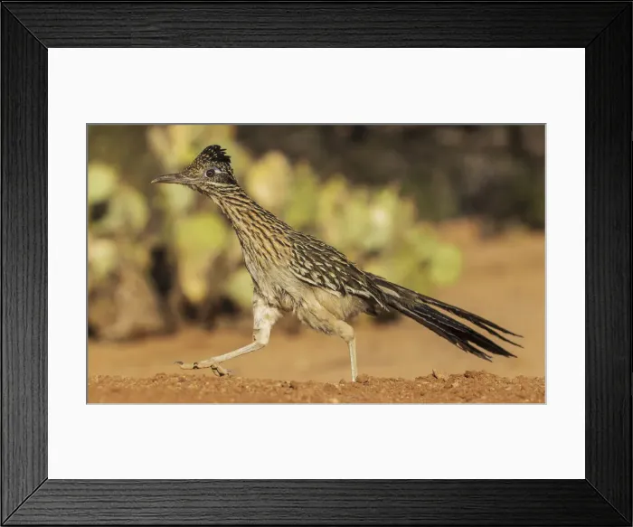 Framed Print : Greater roadrunner on the go