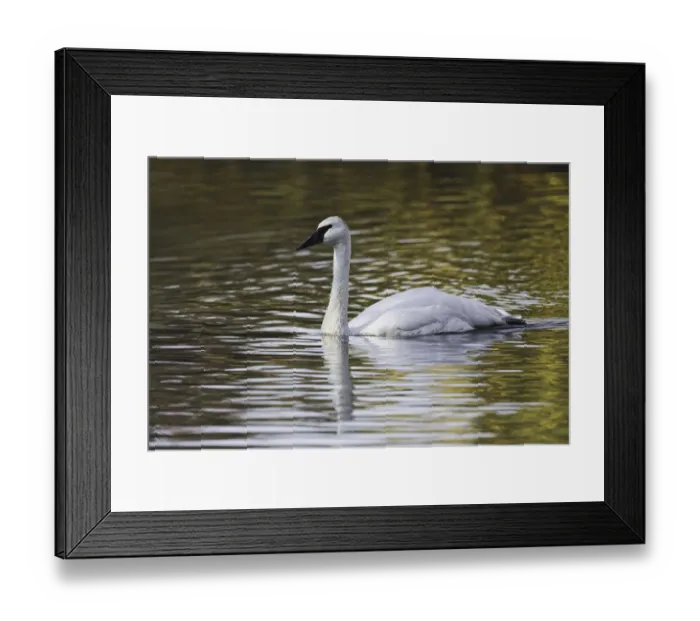 Framed Print : Swan swimming in autumn colored water