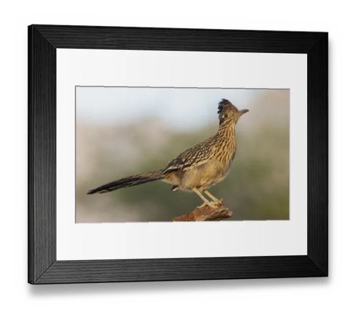 Framed Print : Greater roadrunner Framed Print : Greater roadrunner