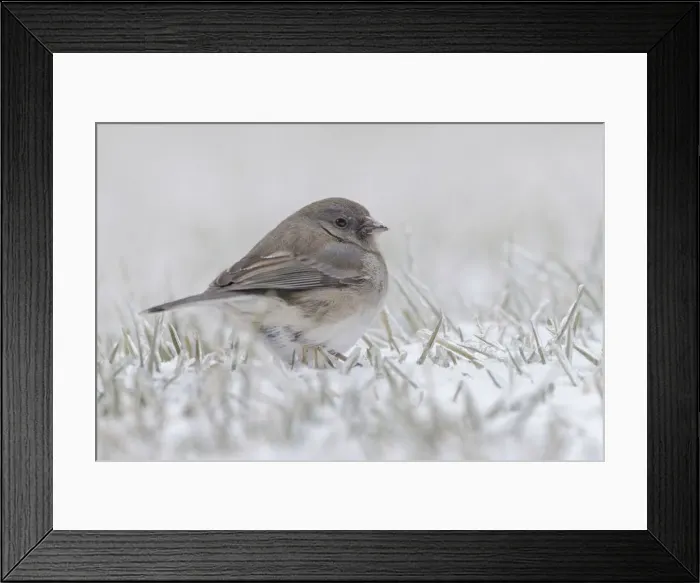 Framed Print : Dark-eyed Junco on the ground in snow Framed Print : Dark-eyed Junco on the ground in snow