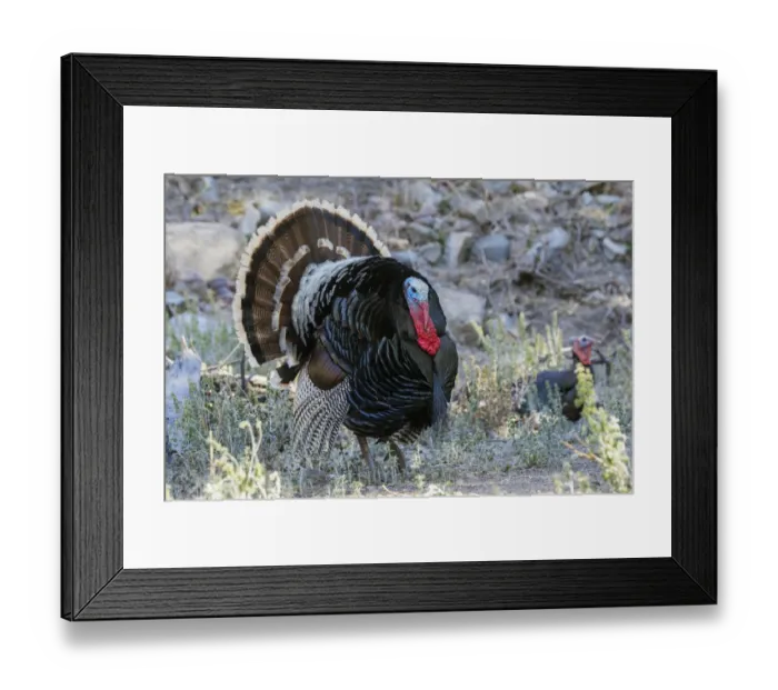 Framed Print : Merriams turkey courtship display Framed Print : Merriams turkey courtship display