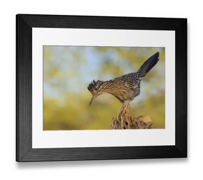 Framed Print : Greater roadrunner Framed Print : Greater roadrunner
