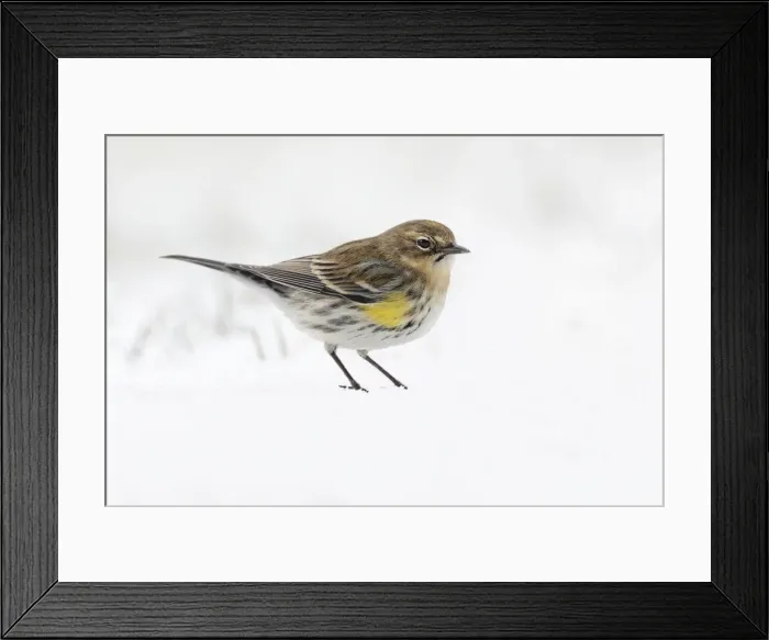 Framed Print : Yellow-rumped warbler on the ground feeding in winter