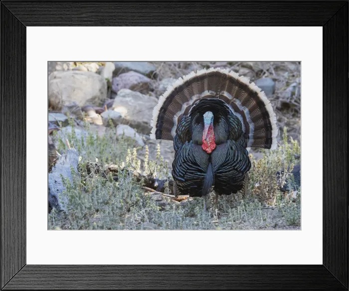 Framed Print : Merriams turkey courtship display Framed Print : Merriams turkey courtship display