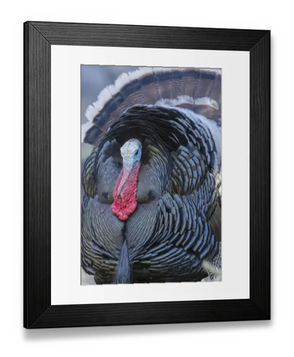 Framed Print : Merriams turkey close-up Framed Print : Merriams turkey close-up