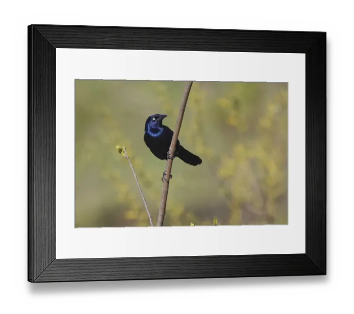 Framed Print : Common grackle