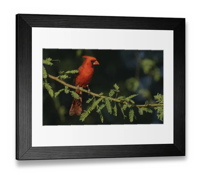 Framed Print : Northern cardinal Framed Print : Northern cardinal