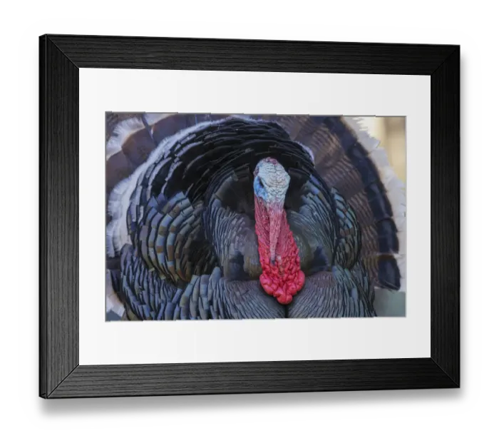 Framed Print : Merriams turkey courtship display Framed Print : Merriams turkey courtship display