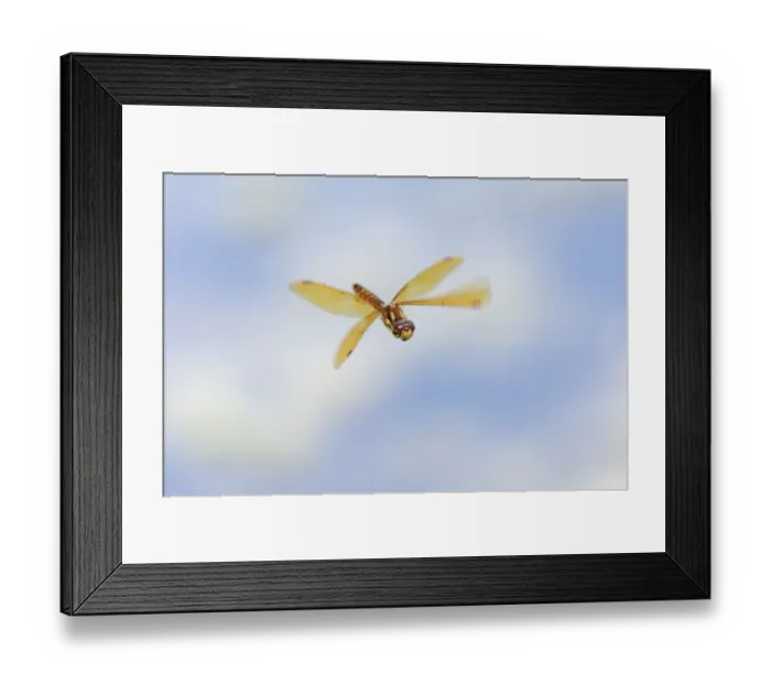 Framed Print : Band-winged meadowhawk flying