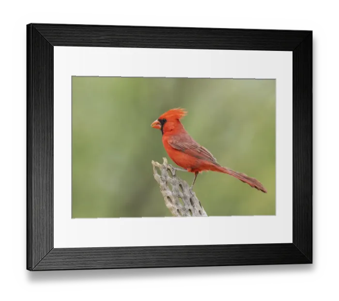 Framed Print : Northern cardinal Framed Print : Northern cardinal