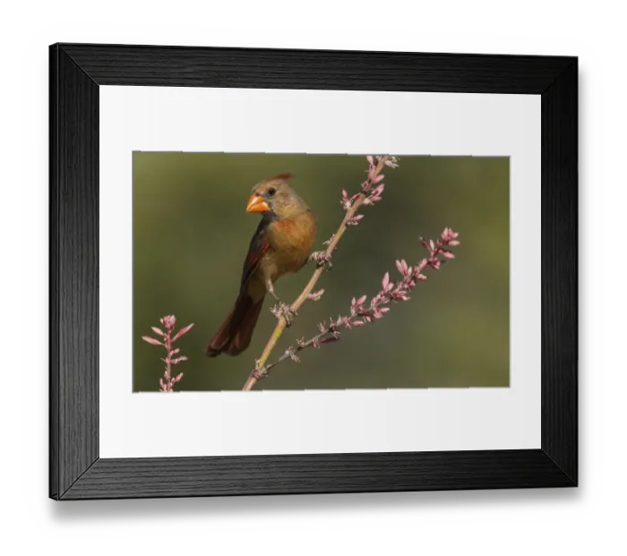 Framed Print : Female northern cardinal Framed Print : Female northern cardinal