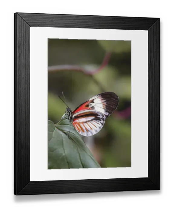 Framed Print : Piano key or Postman butterflies Framed Print : Piano key or Postman butterflies