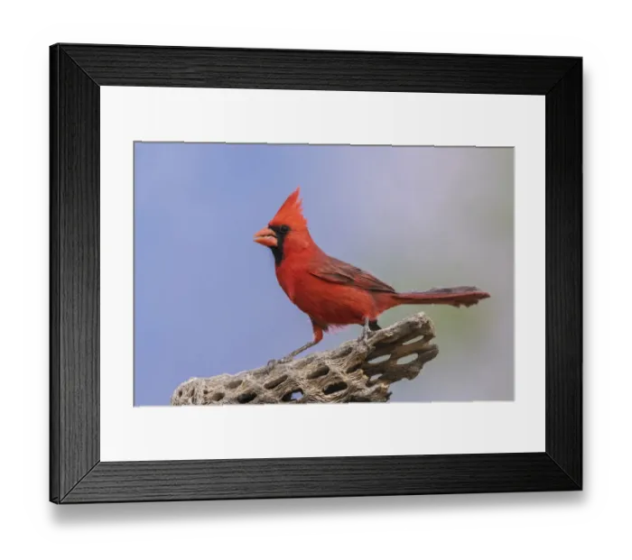 Framed Print : Northern cardinal Framed Print : Northern cardinal