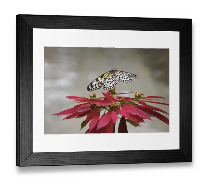 Framed Print : Paper kite or Large tree nymph butterfly flying Framed Print : Paper kite or Large tree nymph butterfly flying
