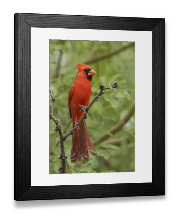 Framed Print : Northern cardinal