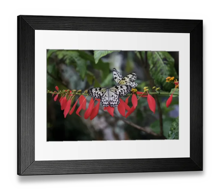 Framed Print : Paper kite or Large tree nymph butterfly flying Framed Print : Paper kite or Large tree nymph butterfly flying