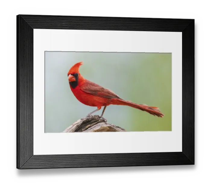 Framed Print : Northern cardinal Framed Print : Northern cardinal