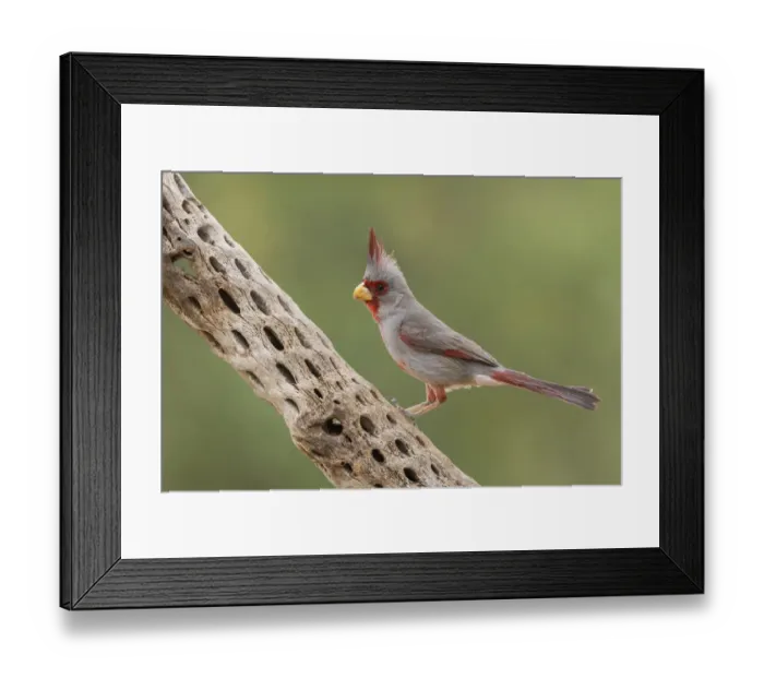 Framed Print : Male pyrrhuloxia Framed Print : Male pyrrhuloxia