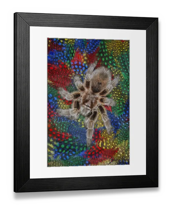 Framed Print : Mexican redknee tarantula on colorful feathers