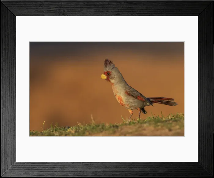 Framed Print : Male pyrrhuloxia Framed Print : Male pyrrhuloxia