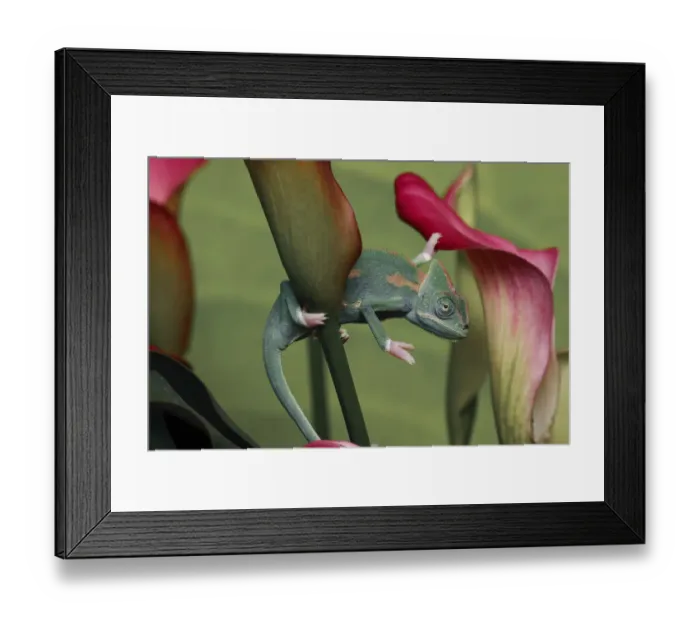 Framed Print : Veiled chameleon