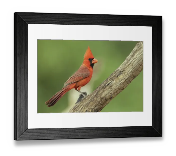 Framed Print : Northern cardinal