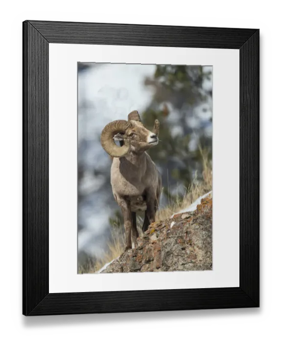 Framed Print : Bighorn sheep ram Framed Print : Bighorn sheep ram