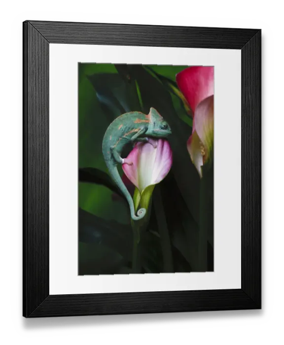 Framed Print : Veiled chameleon Framed Print : Veiled chameleon