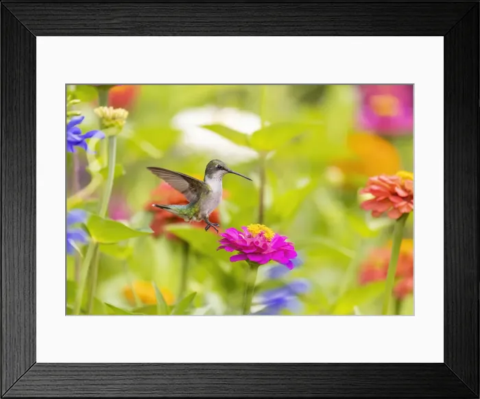 Framed Print : Ruby-throated hummingbird