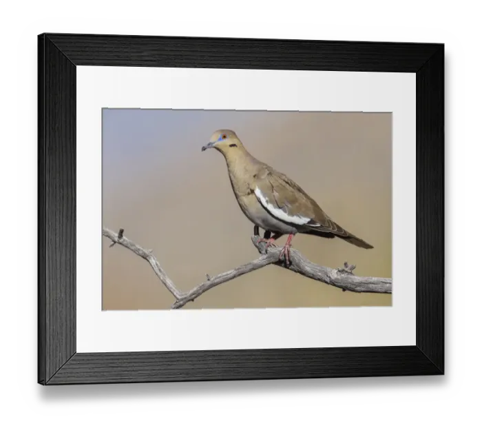 Framed Print : White-winged dove Framed Print : White-winged dove