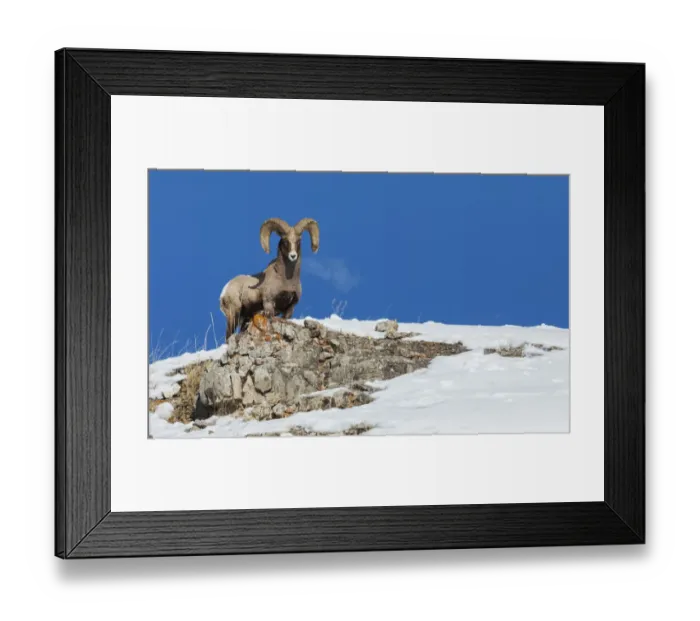Framed Print : Bighorn sheep ram, frosty breath Framed Print : Bighorn sheep ram, frosty breath