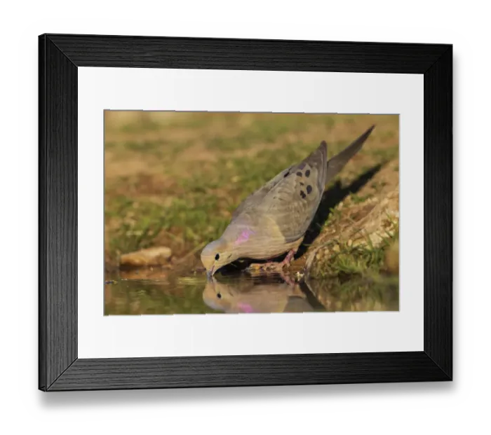 Framed Print : Mourning dove Framed Print : Mourning dove