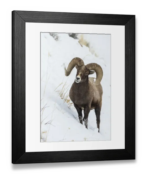Framed Print : Bighorn sheep ram Framed Print : Bighorn sheep ram