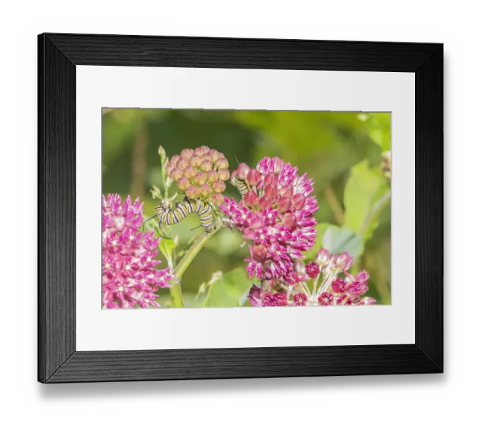Framed Print : Monarch caterpillar on purple milkweed Framed Print : Monarch caterpillar on purple milkweed