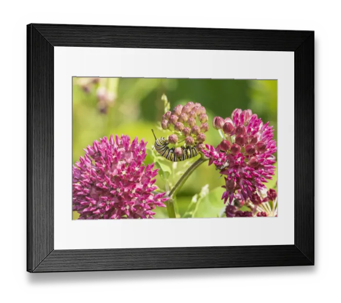 Framed Print : Monarch caterpillar on purple milkweed Framed Print : Monarch caterpillar on purple milkweed