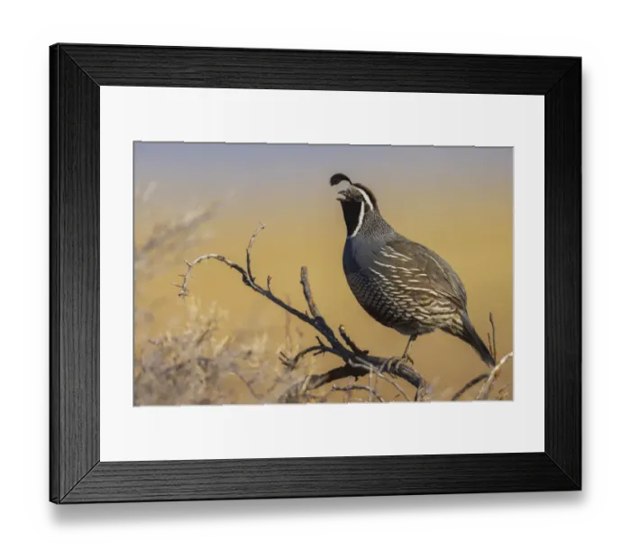Framed Print : Male California quail calling Framed Print : Male California quail calling