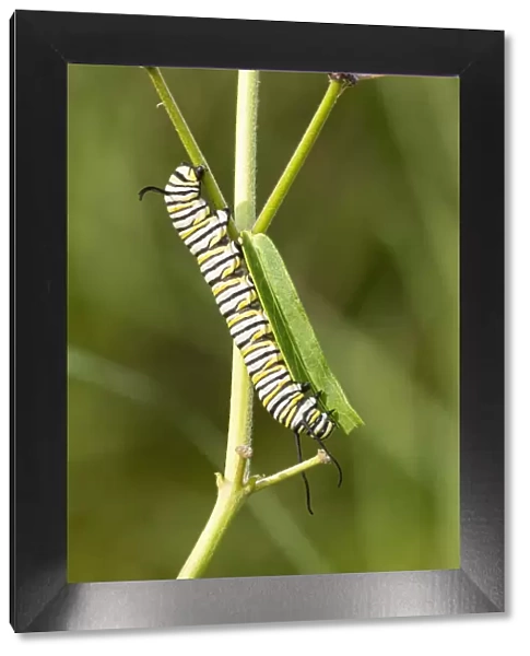 Monarch caterpillar on swamp milkweed