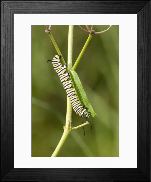 Framed Print : Monarch caterpillar on swamp milkweed