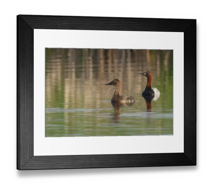 Framed Print : Canvasback pair Framed Print : Canvasback pair