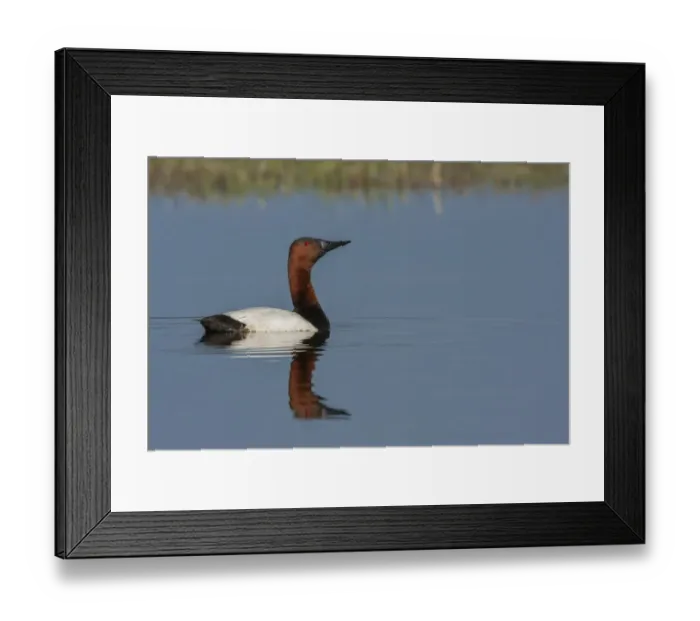 Framed Print : Canvasback drake Framed Print : Canvasback drake