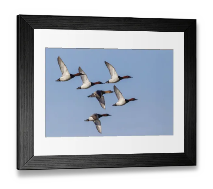 Framed Print : Canvasback flock, courtship flight