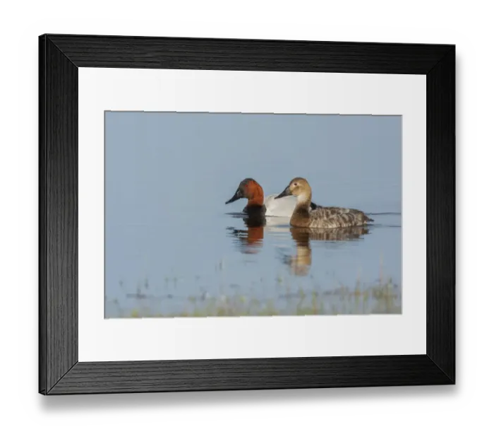Framed Print : Canvasback pair Framed Print : Canvasback pair